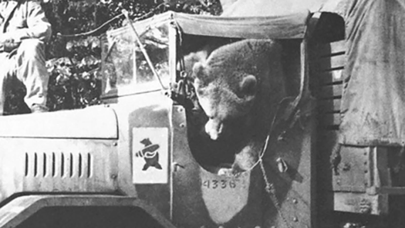 Wojtek was an orphaned brown bear cub that was adopted by Polish soldiers during World War II and served honorably during the war. He helped move ammunition during battle and achieved the rank of corporal.