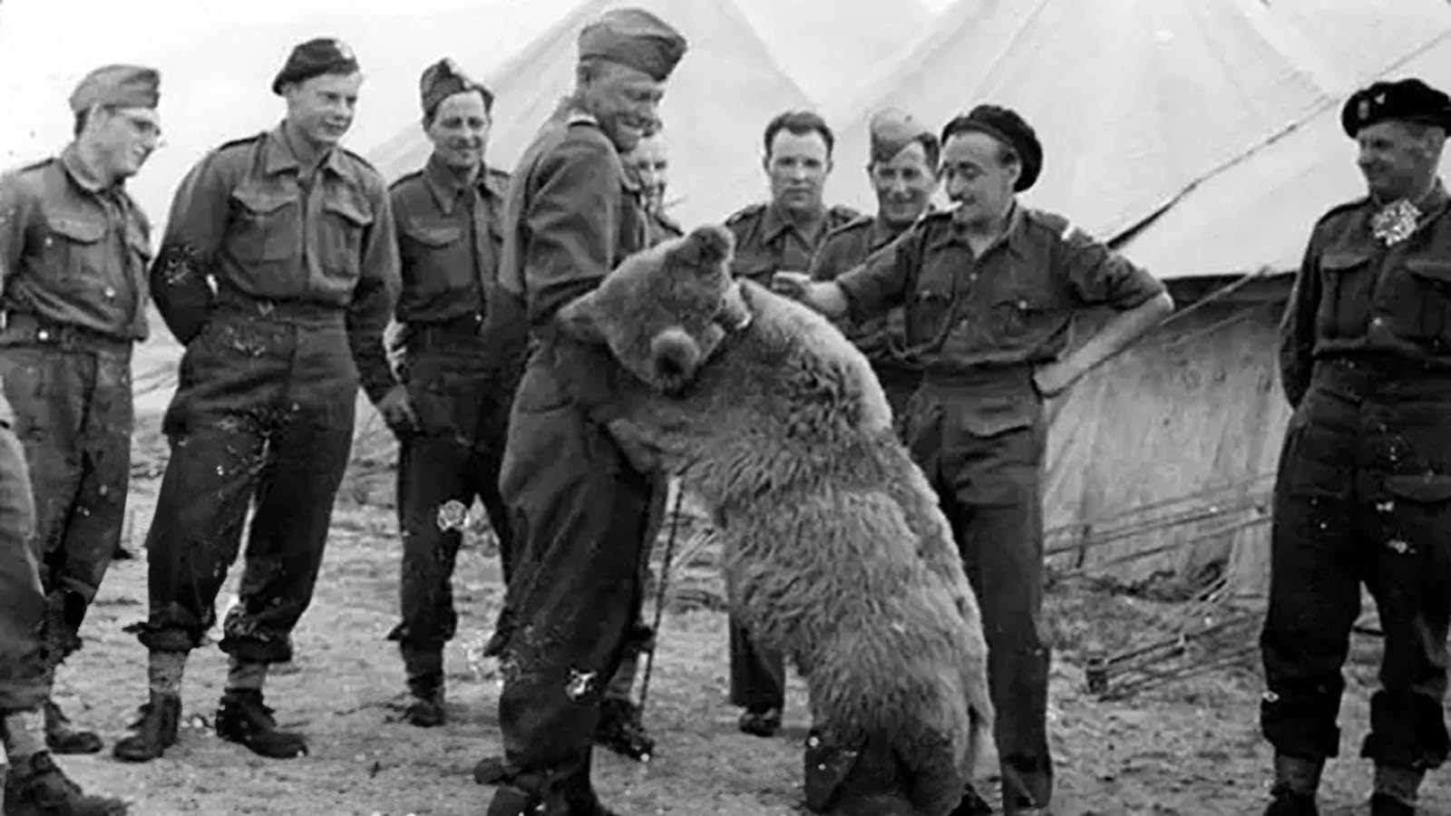 Wojtek was an orphaned brown bear cub that was adopted by Polish soldiers during World War II and served honorably during the war. He helped move ammunition during battle and achieved the rank of corporal.