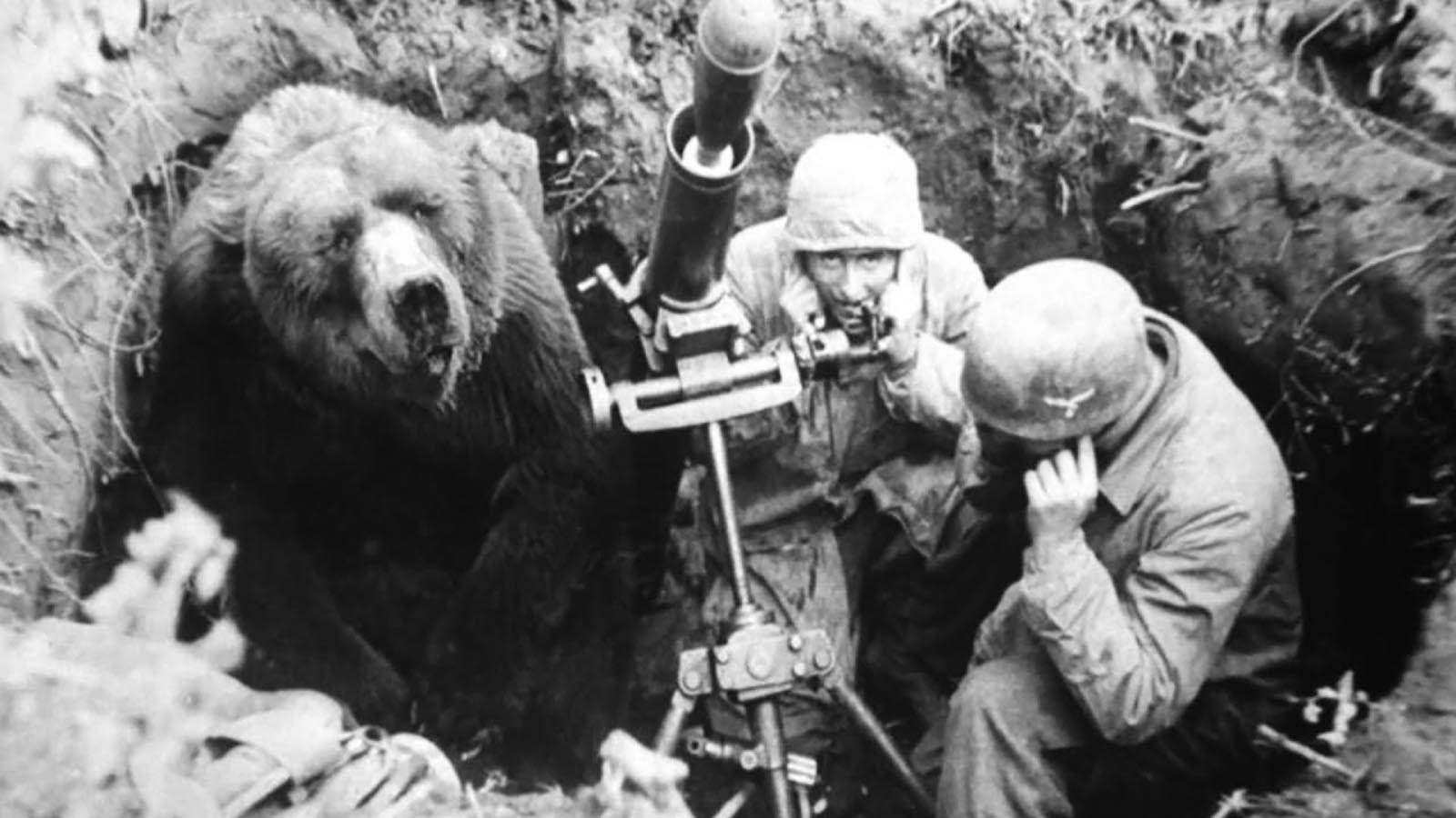 Wojtek was an orphaned brown bear cub that was adopted by Polish soldiers during World War II and served honorably during the war. He helped move ammunition during battle and achieved the rank of corporal.