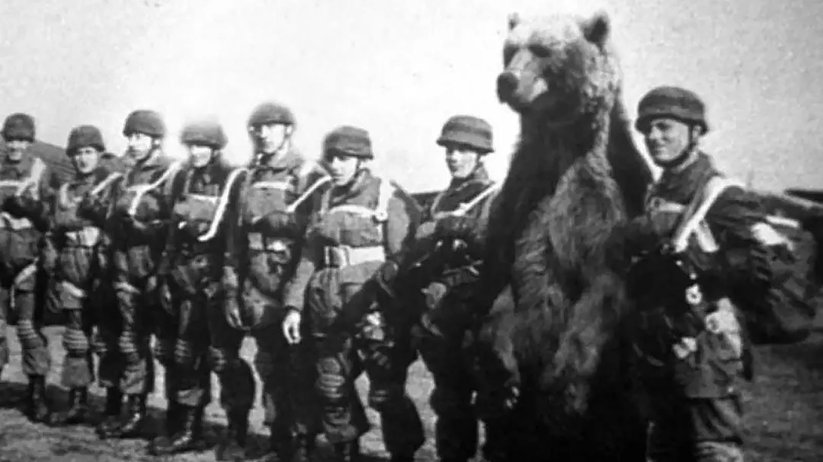 Wojtek was an orphaned brown bear cub that was adopted by Polish soldiers during World War II and served honorably during the war. He helped move ammunition during battle and achieved the rank of corporal.