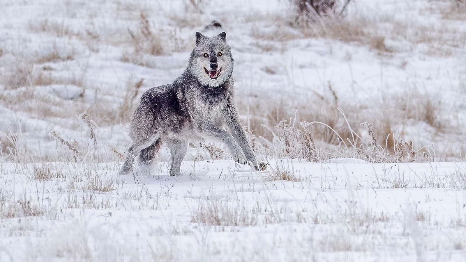 At roughly age 12, Wolf 1090F is thought to be Yellowstone National Park’s oldest wolf. Her pack is denning outside the park, and fans worry she’ll be vulnerable during the upcoming wolf hunting season.