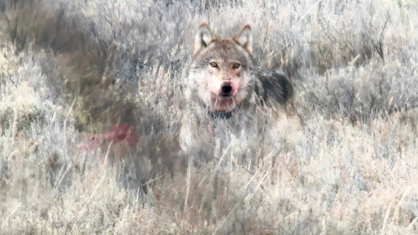 Wolf 1090F is a member of the Mollie's Pack. At age 12, she is thought to be the oldest living wolf in the Yellowstone area.