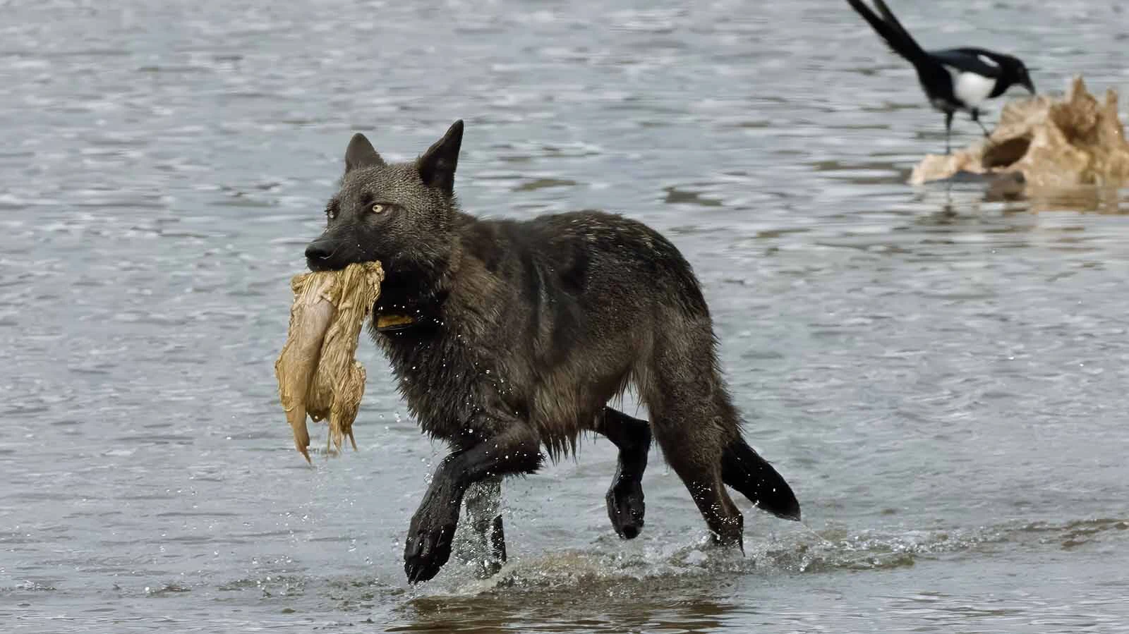Wolf 1479F was a young female member of the Junction Butte Pack in Yellowstone National Park. She was killed legally by a hunter in Montana in 2025.
