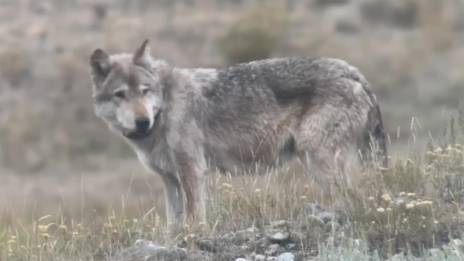 The park's longest-lived wolf, 907F died on Christmas Day from injuries she suffered in a fight between her pack and another Yellowstone wolf pack. She was 11.8 years old.