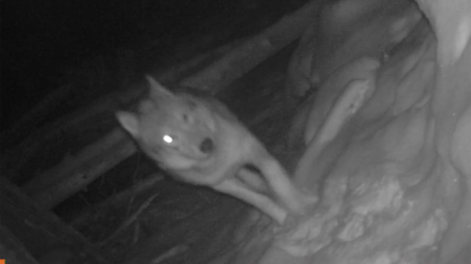 Wolf 907F, Yellowstone's aging matriarch at 11 years old, only has one eye. She's the fourth wolf to pass by this trail cam.