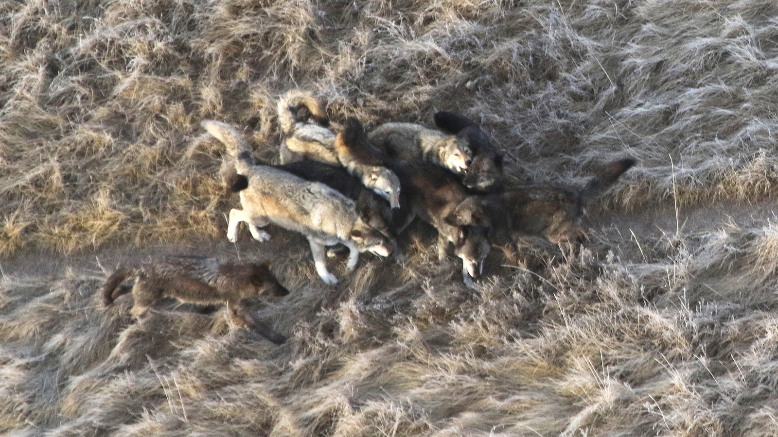 One of Yellowstone’s oldest wolves, Wolf 907F is pictured here with her pack last year. She’s the gray collared wolf on the lower left.