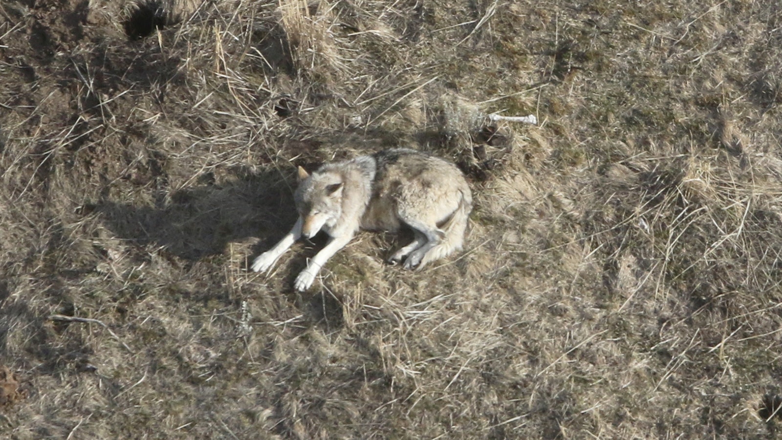 At age 11, Yellowstone’s Wolf 907F has lived more than twice a wild wolf’s average life expectancy. In this photo from April, she was pregnant with a litter of pups that she’s since given birth to.