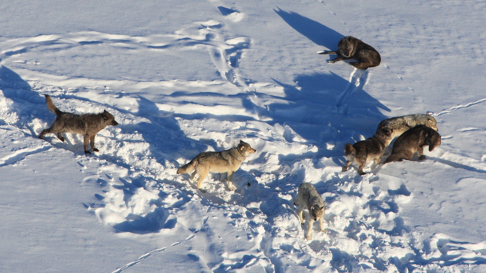 At age 11, Yellowstone’s Wolf 907F – the gray wolf in the center of this photo from 2020 – has lived more than double the typical lifespan of wolves in the wild.