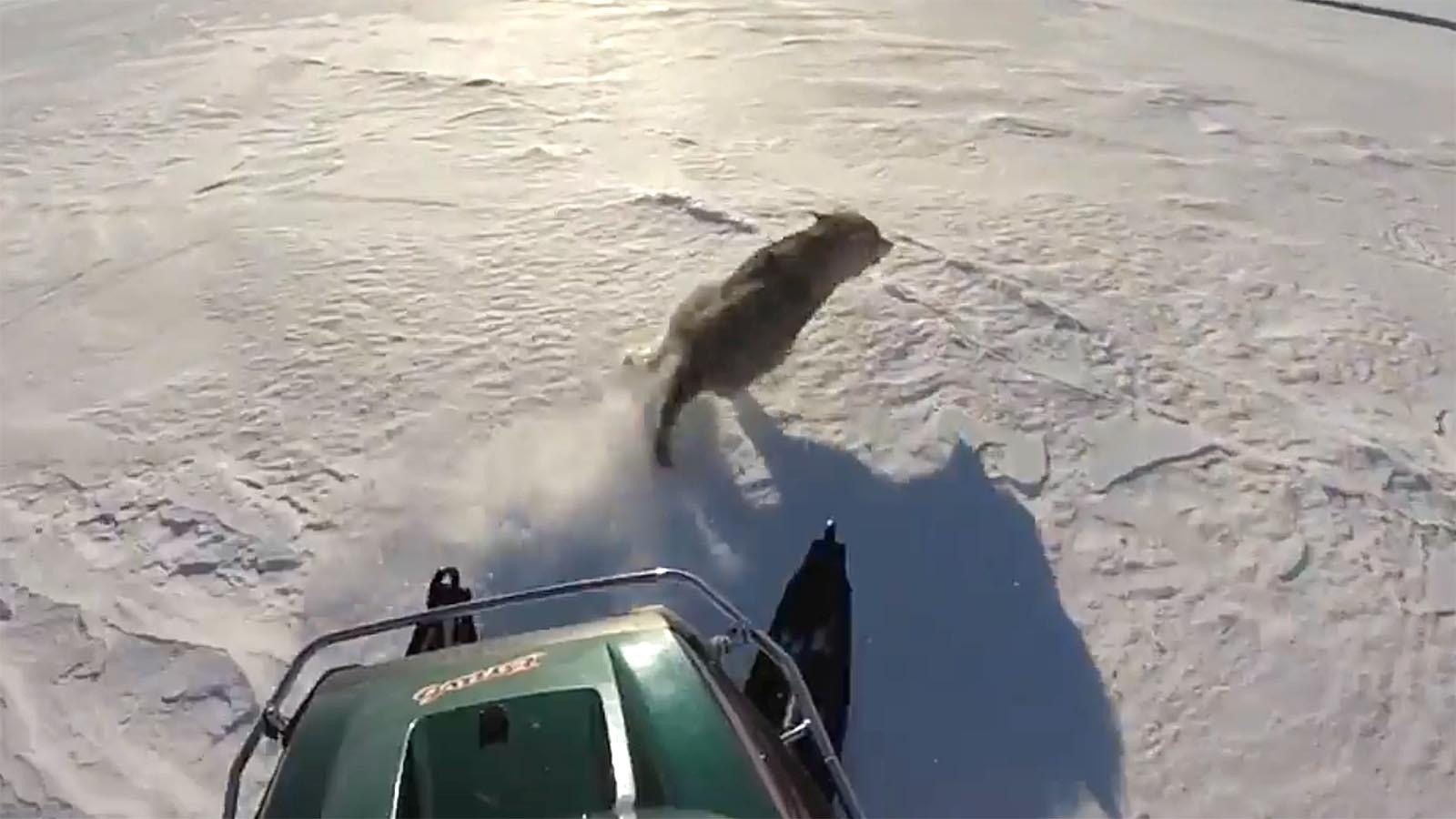 A snowmobile chases a wolf across a snowy landscape in Canada.