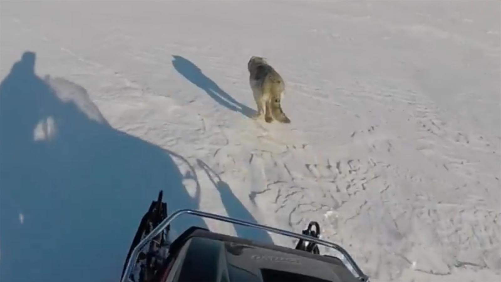 A snowmobile chases a wolf across a snowy landscape in Canada.