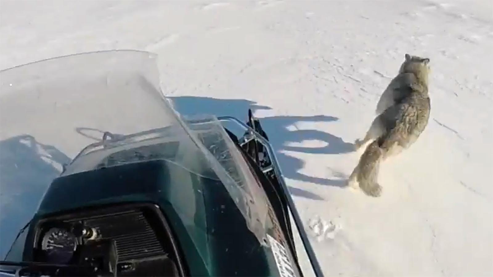 A snowmobile chases a wolf across a snowy landscape in Canada.