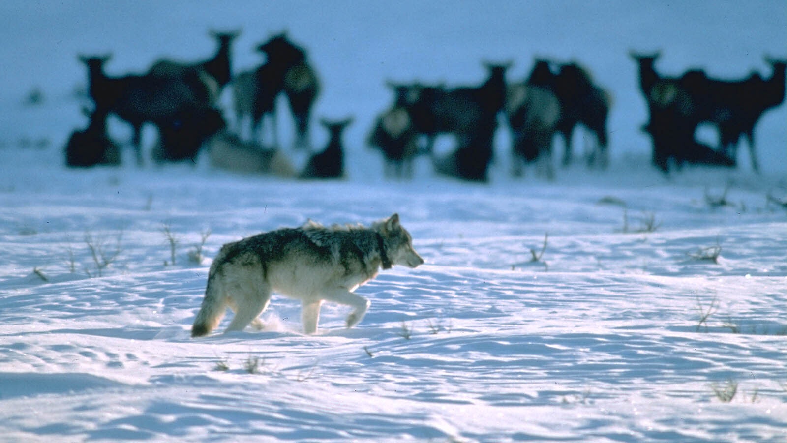 Gray male alpha wolf, leader of the Chief Joseph pack roaming Lamar Valley wild at Yellowstone National Park.
