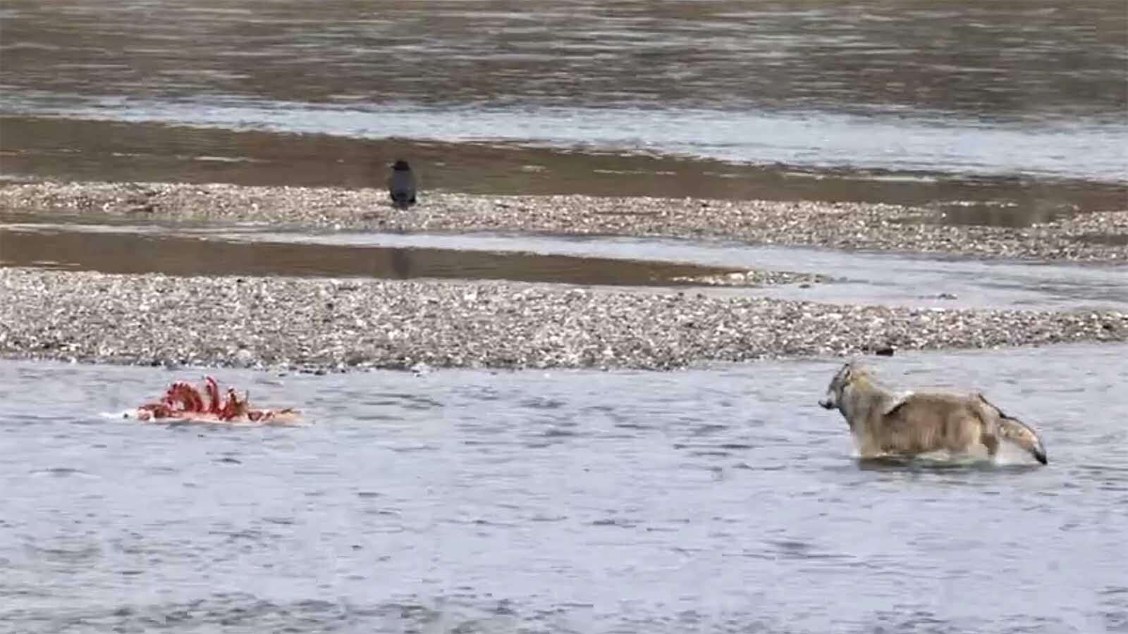 A wildlife photographer said she was mesmerized watching Yellowstone’s Wapiti wolf pack devour an elk near a road. At one point, a “runaway dinner" rack of ribs tried to make a getaway down the Yellowstone River, but one persistent wolf went in after it.
