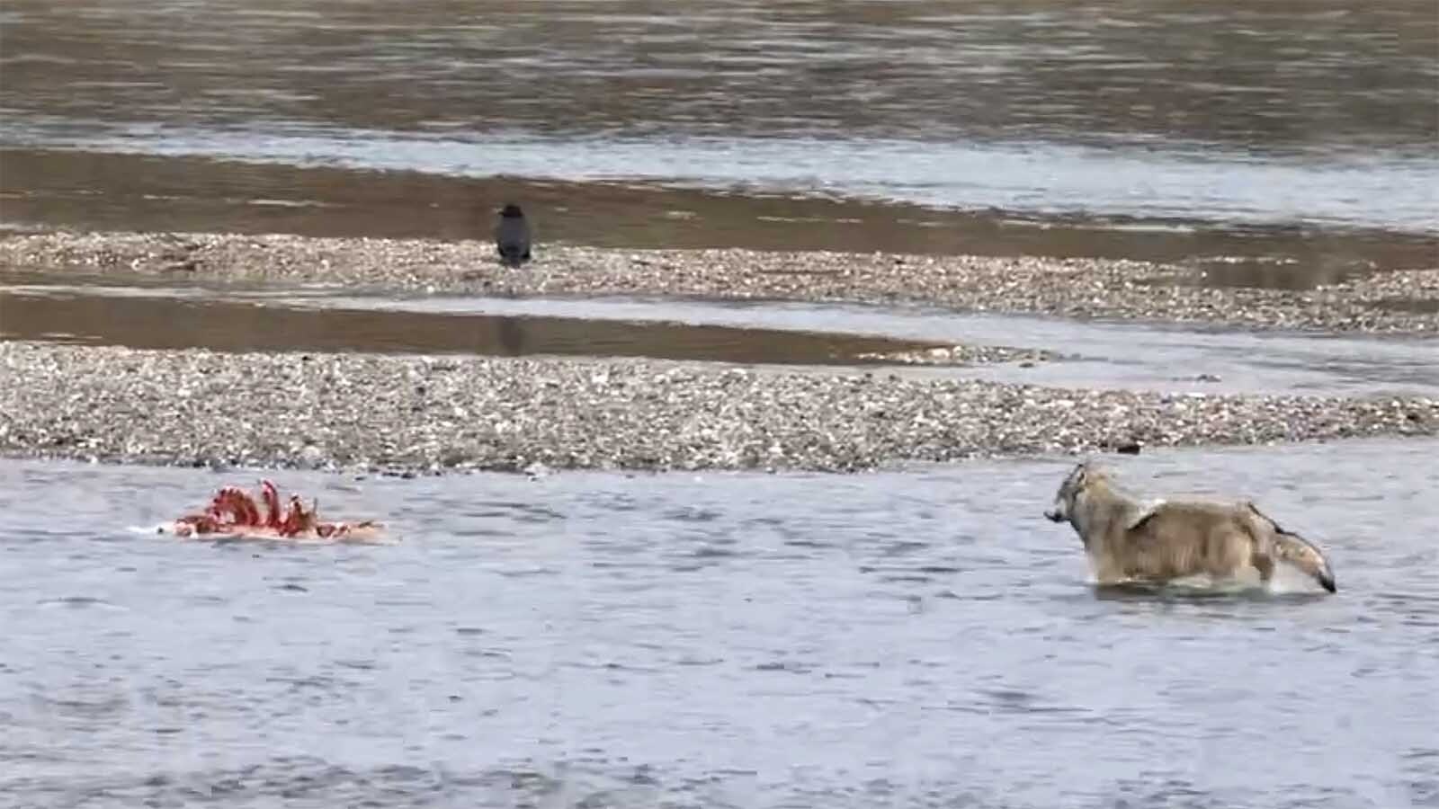 A wildlife photographer said she was mesmerized watching Yellowstone’s Wapiti wolf pack devour an elk near a road. At one point, a “runaway dinner" rack of ribs tried to make a getaway down the Yellowstone River, but one persistent wolf went in after it.