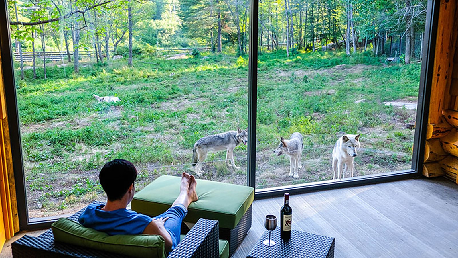 Parc Omega is a wildlife preserve in Canada that lets people stay in lodges next to a wolf preserve, with large picture windows to view the predators up close.