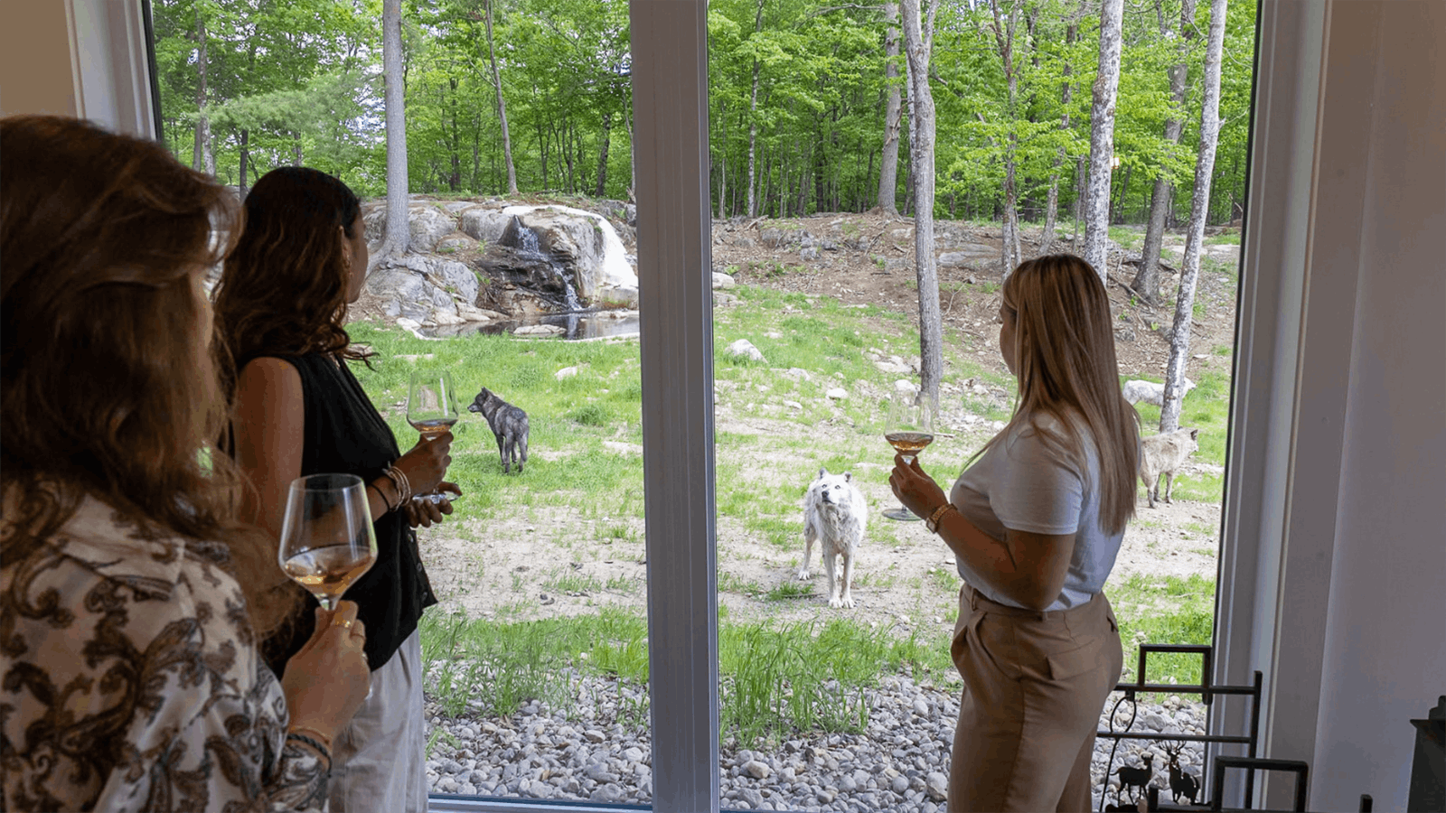 Parc Omega is a wildlife preserve in Canada that lets people stay in lodges next to a wolf preserve, with large picture windows to view the predators up close.