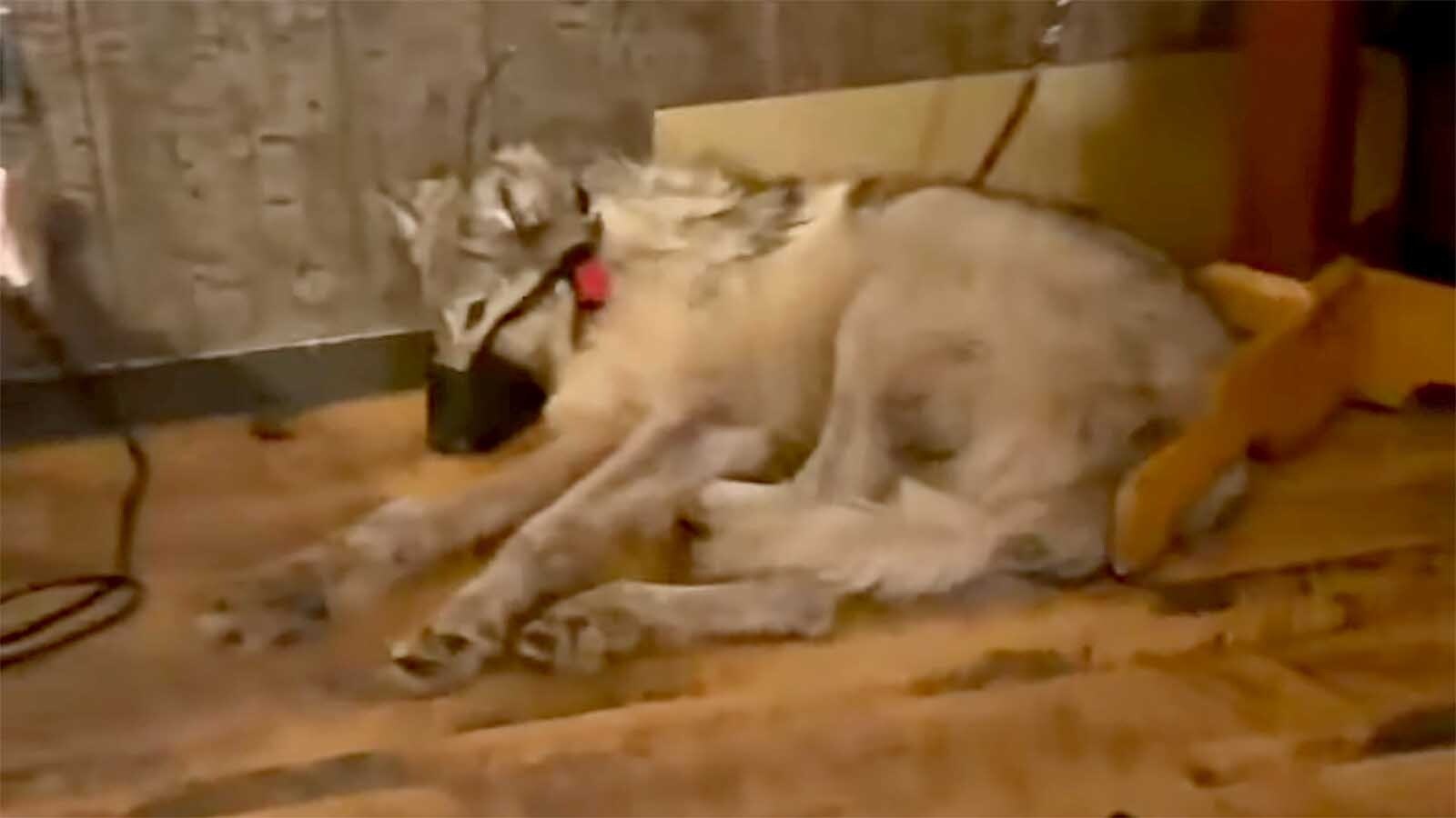 Some worry that the felony cruelty to animals case against Daniel resident Cody Roberts for allegedly tormenting and killing a wolf could impact hunters and agricultural predator control in Wyoming.