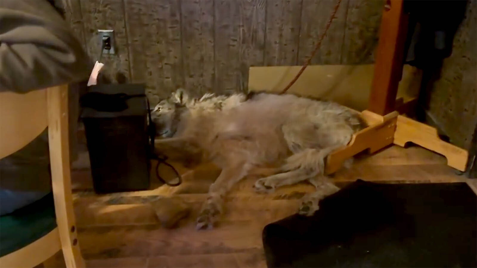 Wolf in bar 2 4 10 23