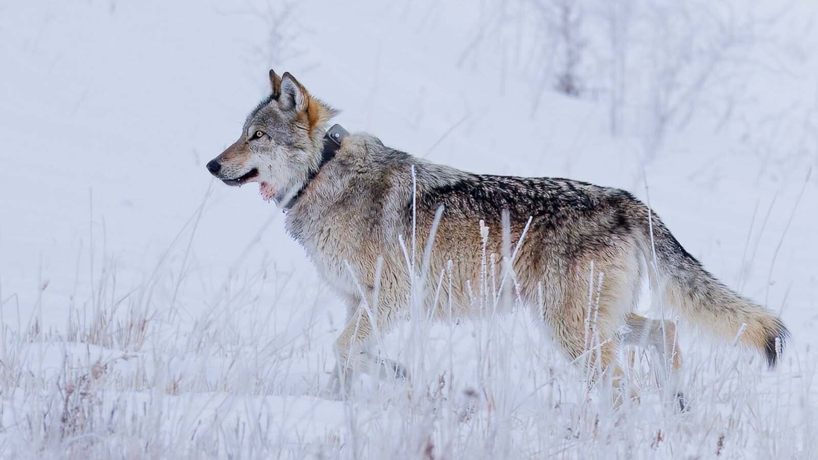 Wolf 1478F was the latest member of Yellowstone National Park’s famed Junction Butte pack to be killed. She’s thought to have been illegally poached in Montana.
