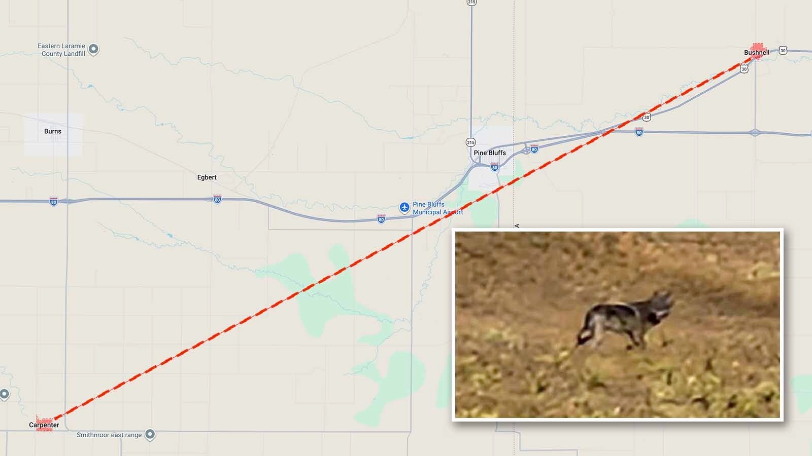 Nebraskans say a wolf that a southeast Wyoming rancher shot in January resembles the same wolf they saw in rural Nebraska. 