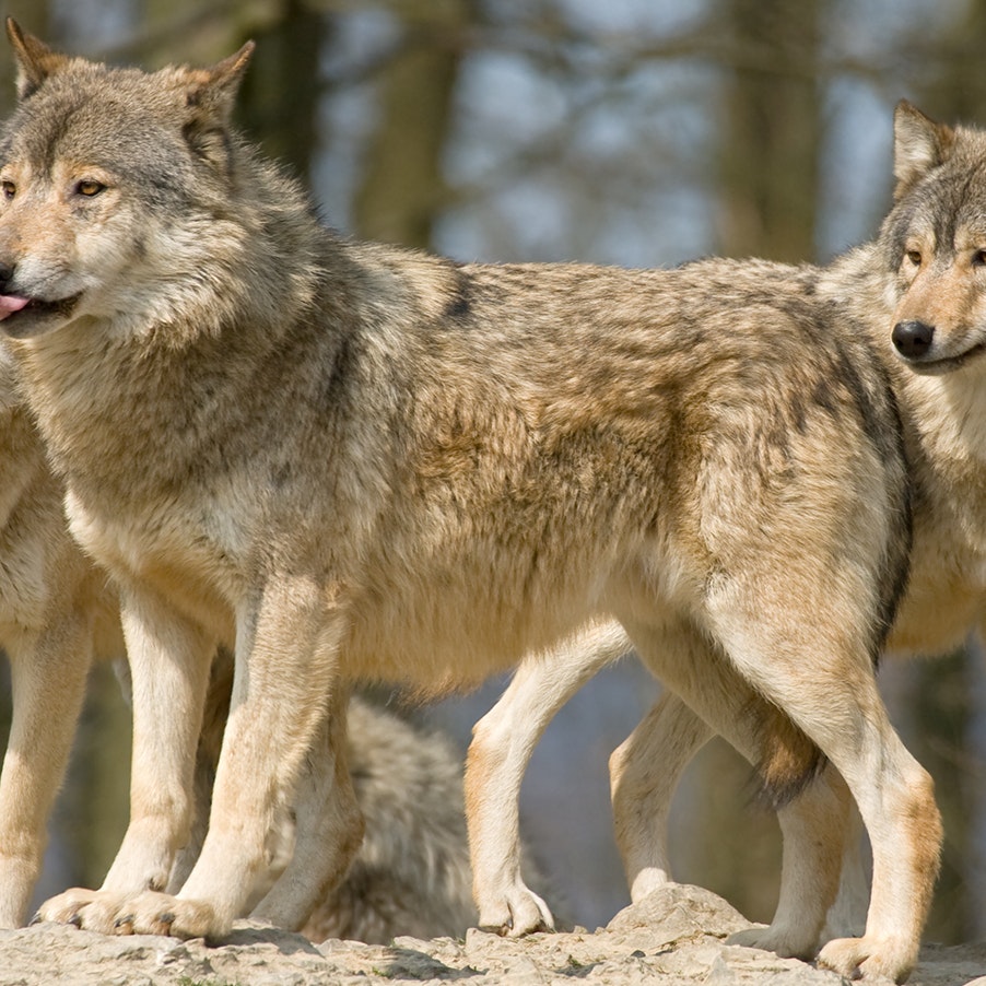 More more than 20 years straight, Wyoming's wolf population has thrived.