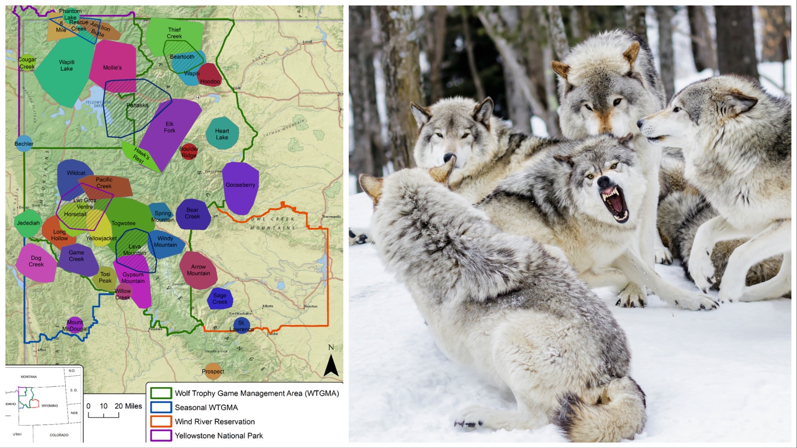 Wolf pack territories 3 9 23