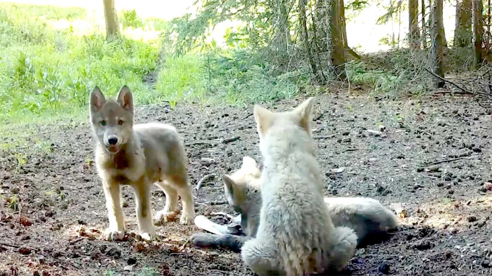 Roughly half of Colorado’s wolves are pups, which typically have about a 50% survival rate during the first year of life.