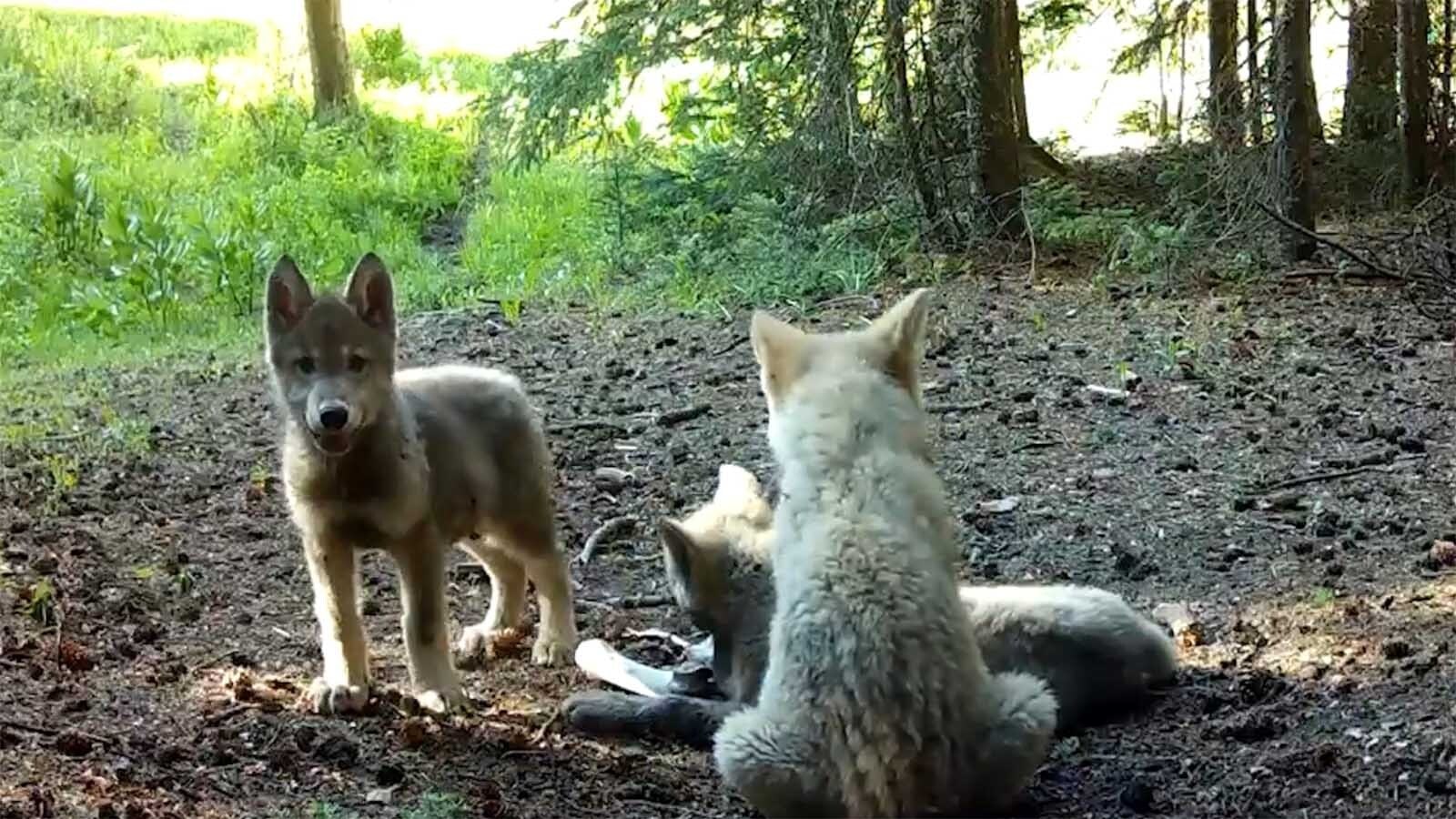 A screenshot from a trail cam video showing a three new wolf pups in Colorado. Wildlife officials say there are now four wolf packs with pups in Colorado.