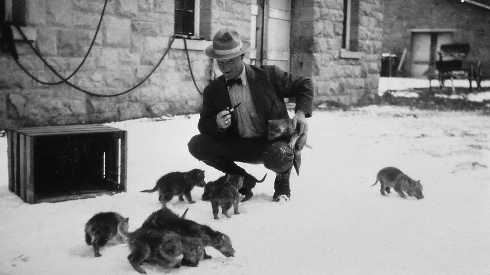 A litter of wolf pups in front of the blacksmith shop in Yellowstone National Park, circa 1922.