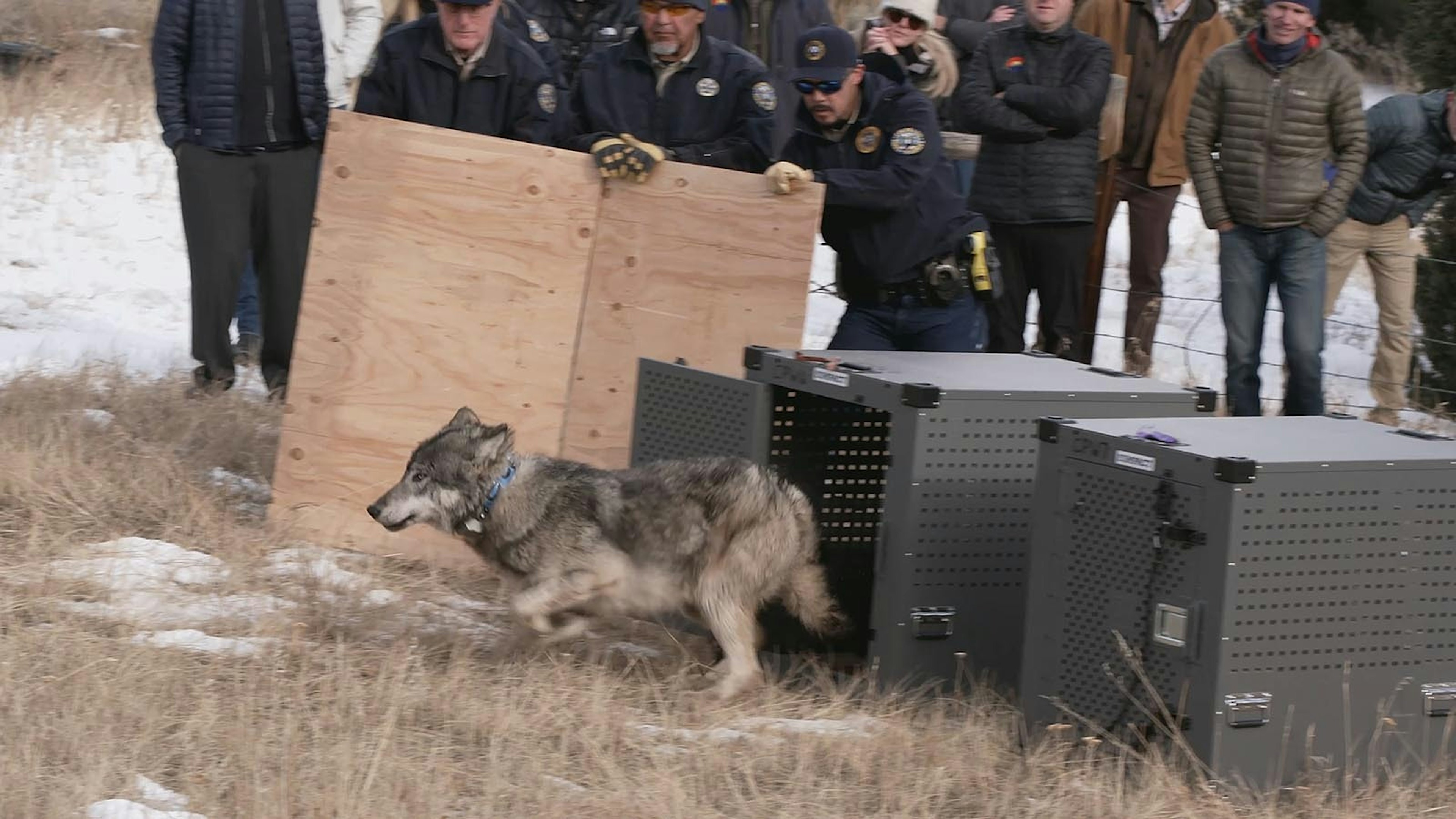Wandering Colorado Wolf Transplanted From Canada Logs 1,230 Miles ...