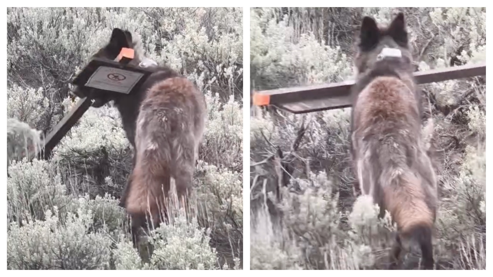 A Yellowstone wolf showed its more playful side Monday, somehow removing and carrying off a sign put up warning tourists about hungry grizzly bears. “Clearly, this pup had better things to do with it,” says a researcher to captured video of the wolf.
