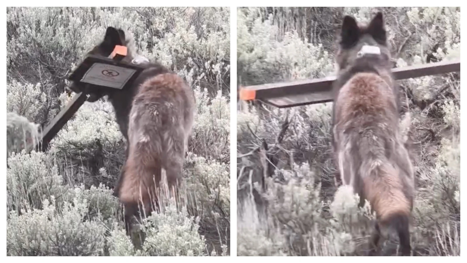 A Yellowstone wolf showed its more playful side Monday, somehow removing and carrying off a sign put up warning tourists about hungry grizzly bears. “Clearly, this pup had better things to do with it,” says a researcher to captured video of the wolf.