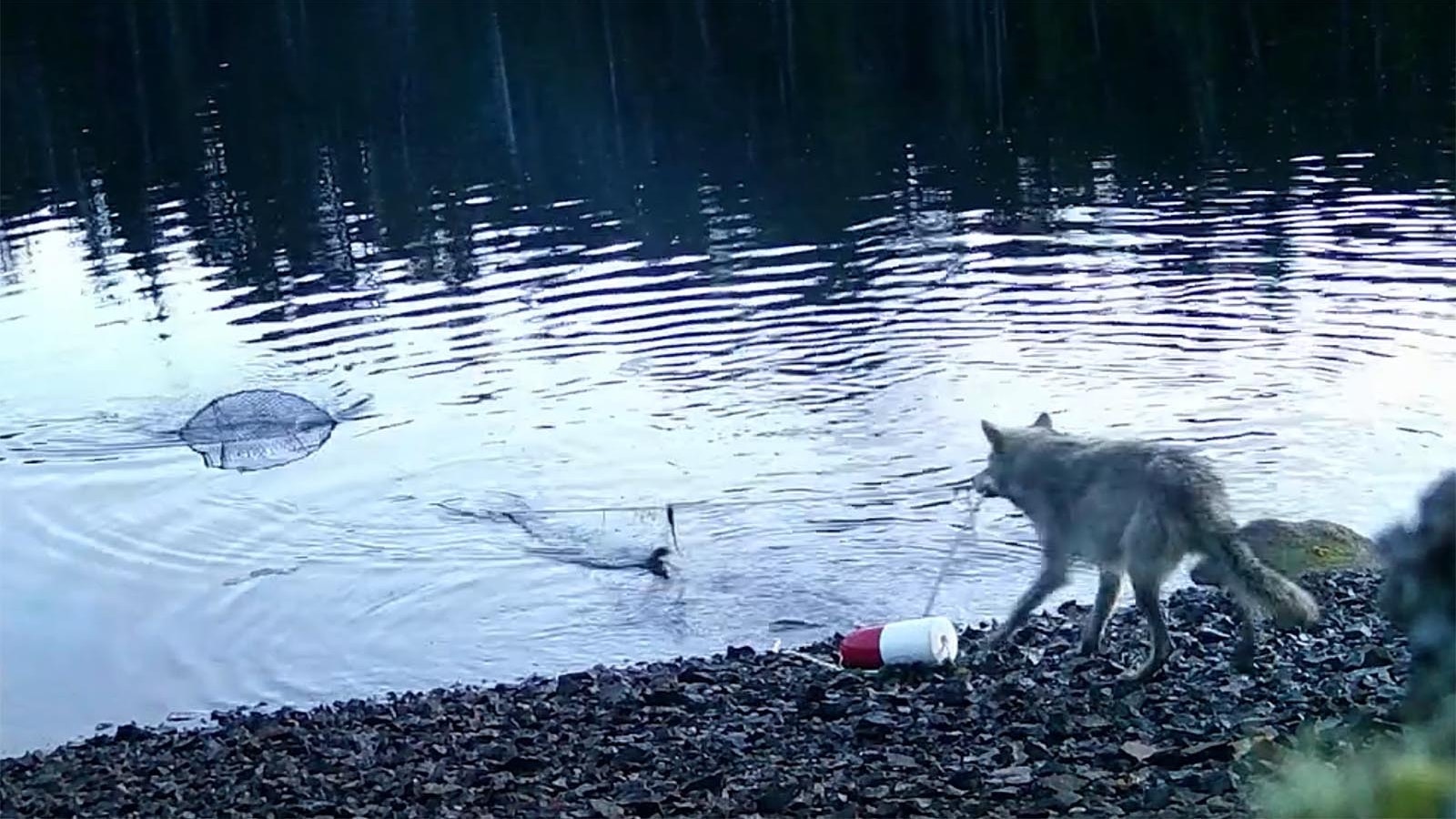 Researchers claim that wolves pulling on lines to steal bait from underwater crab traps is proof that they’re “using tools.” But some wolf experts dispute that idea.