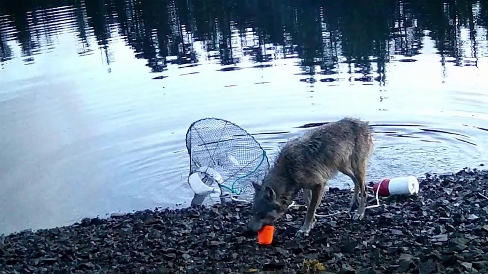 Researchers claim that wolves pulling on lines to steal bait from underwater crab traps is proof that they’re “using tools.” But some wolf experts dispute that idea.
