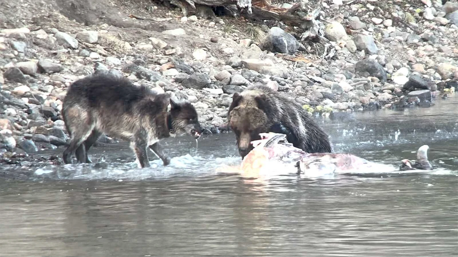 A grizzly bear had enough of a wolf moving in on its meal of a bison carcass in Yellowstone National Park Monday aggressively drove of the wolf. Neither animal was hurt in the clash.
