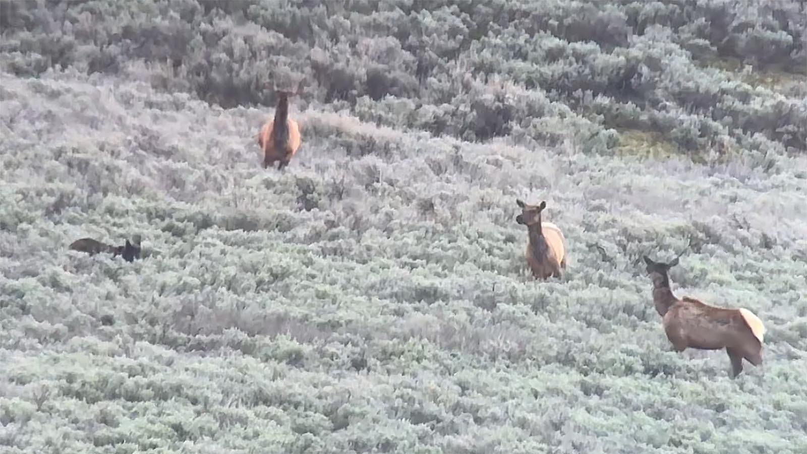 A lone wolf in Yellowstone National Parks makes a bold, but futile attempt to chase down a cow elk, before other elk join in and send the wolf scrambling.