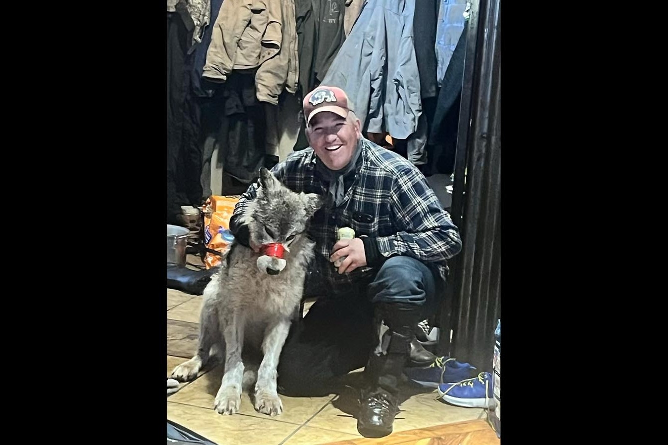 In this photo provided exclusively to Cowboy State Daily, a wolf with red tape wound tightly around its muzzle looks down as Cody Roberts of Daniel, Wyoming, poses with it. No reproduction without permission.