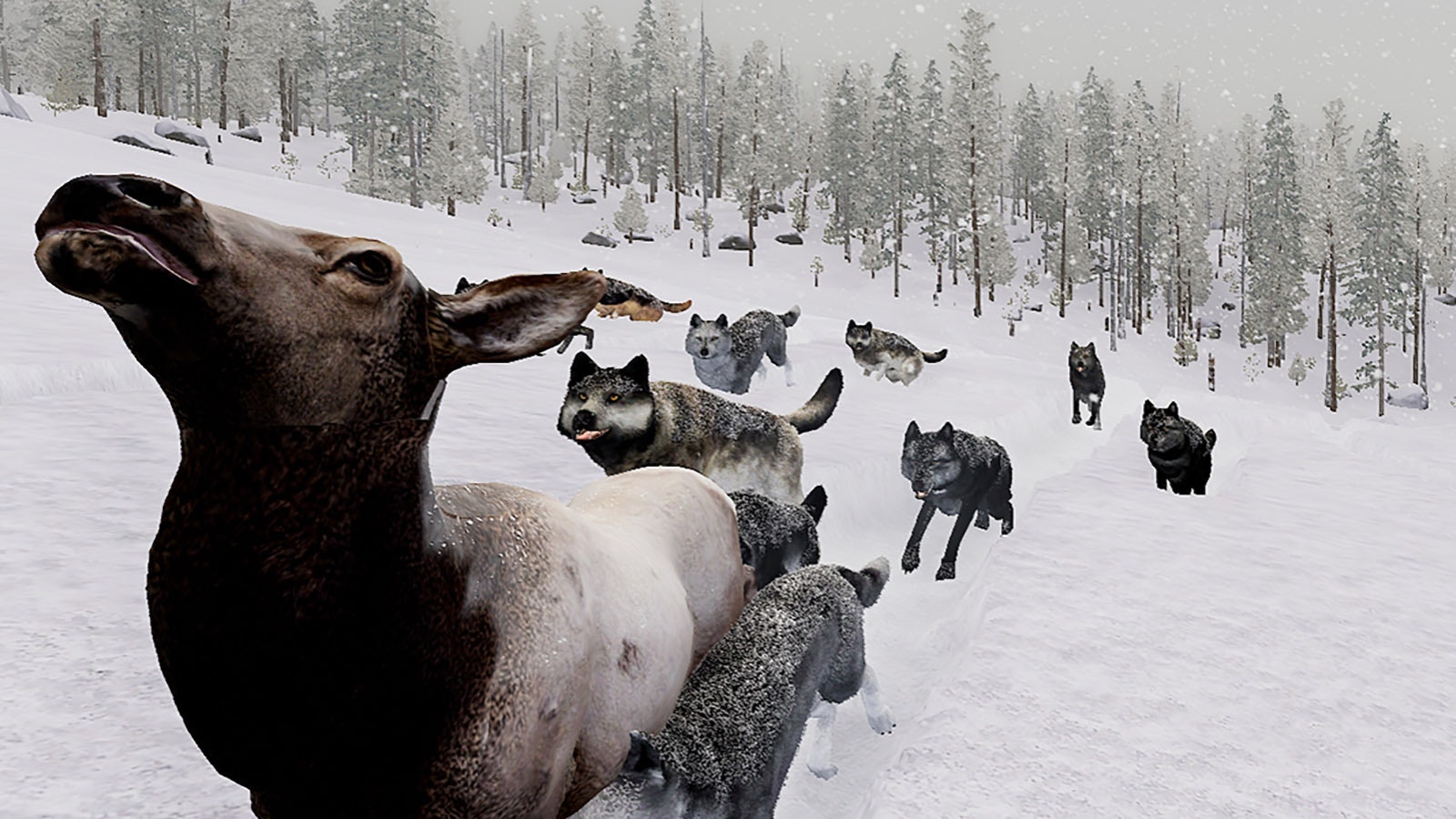 WolfQuest is a computer game in which people create their own wolf characters in a virtual Yellowstone National Park and try to find prey while avoiding fights with other wolves or being shot by hunters.