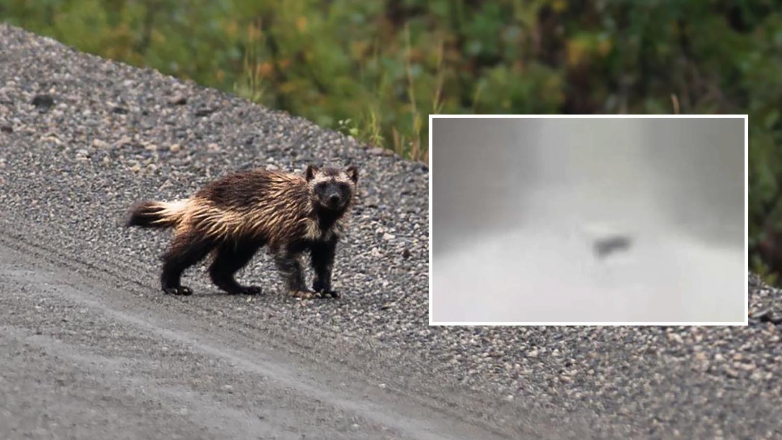 Wildlife biologist Cat Wood studied and photographed wolverines in Alaska, like in this file photo. She says a video taken Tuesday morning near Yellowstone National Park, though blurry, shows a wolverine.