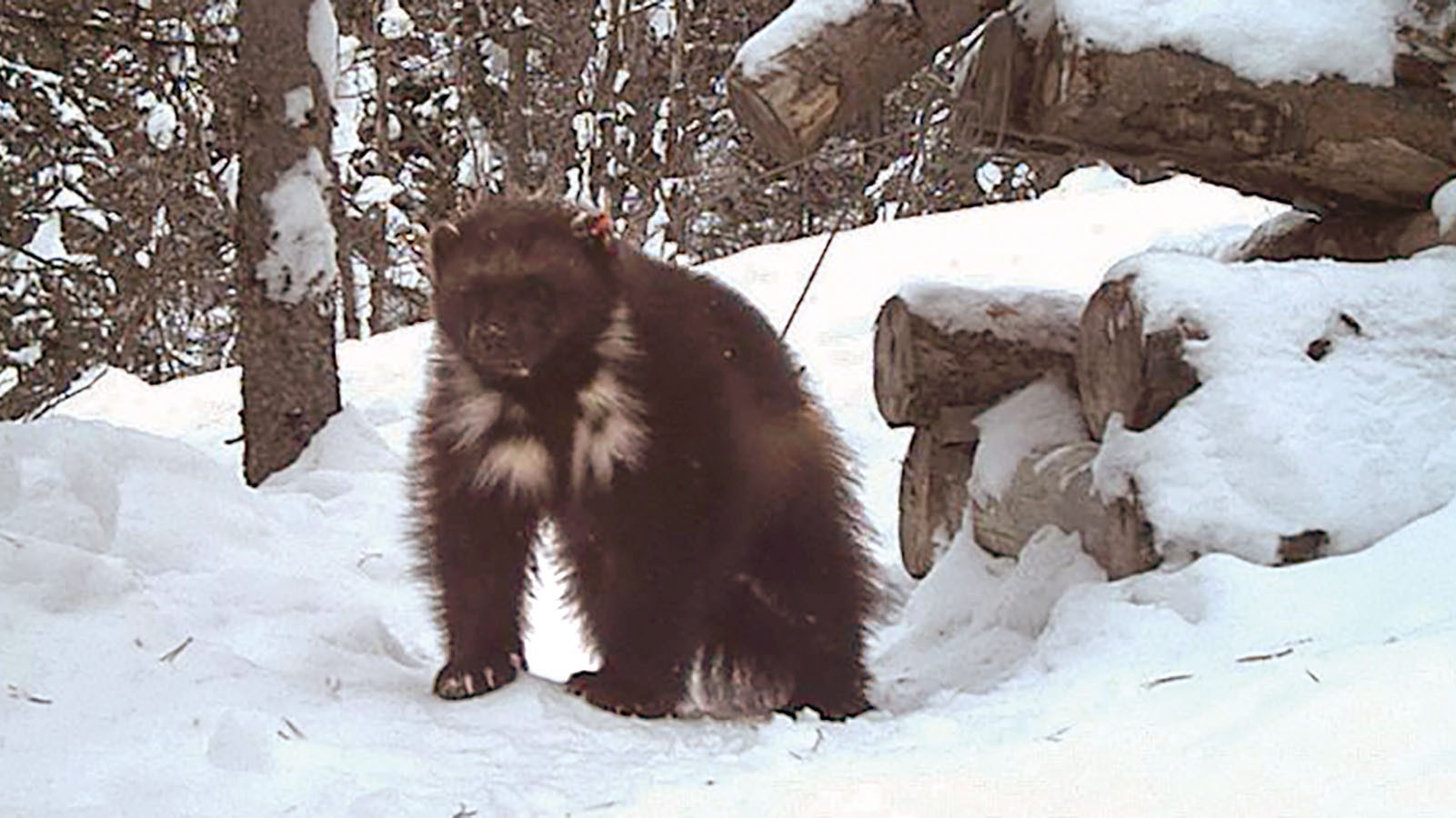 A wolverine photographed in the Greater Yellowstone area.