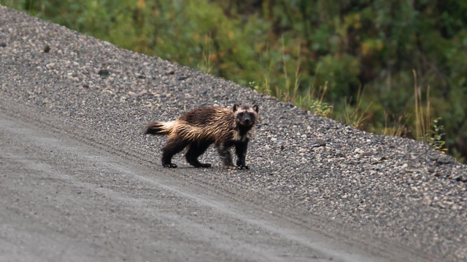 Wildlife biologist Cat Wood studied and photographed wolverines in Alaska, like in this file photo. She says a video taken Tuesday morning near Yellowstone National Park, though blurry, depicts a wolverine.