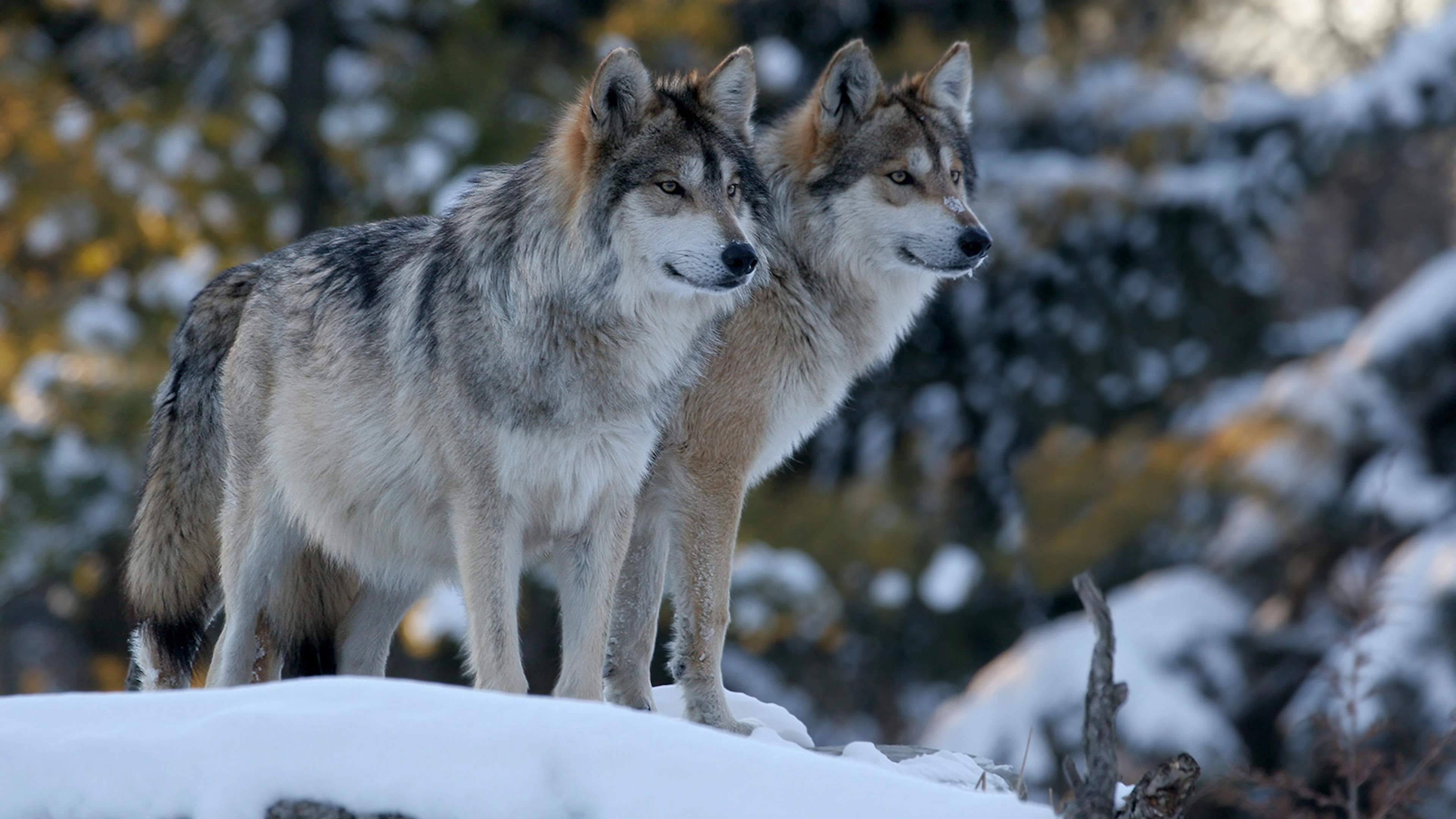 Surprised Wolves Rancher ‘Not Surprised’ Colorado Wolves Already Near Wyoming State Line ...