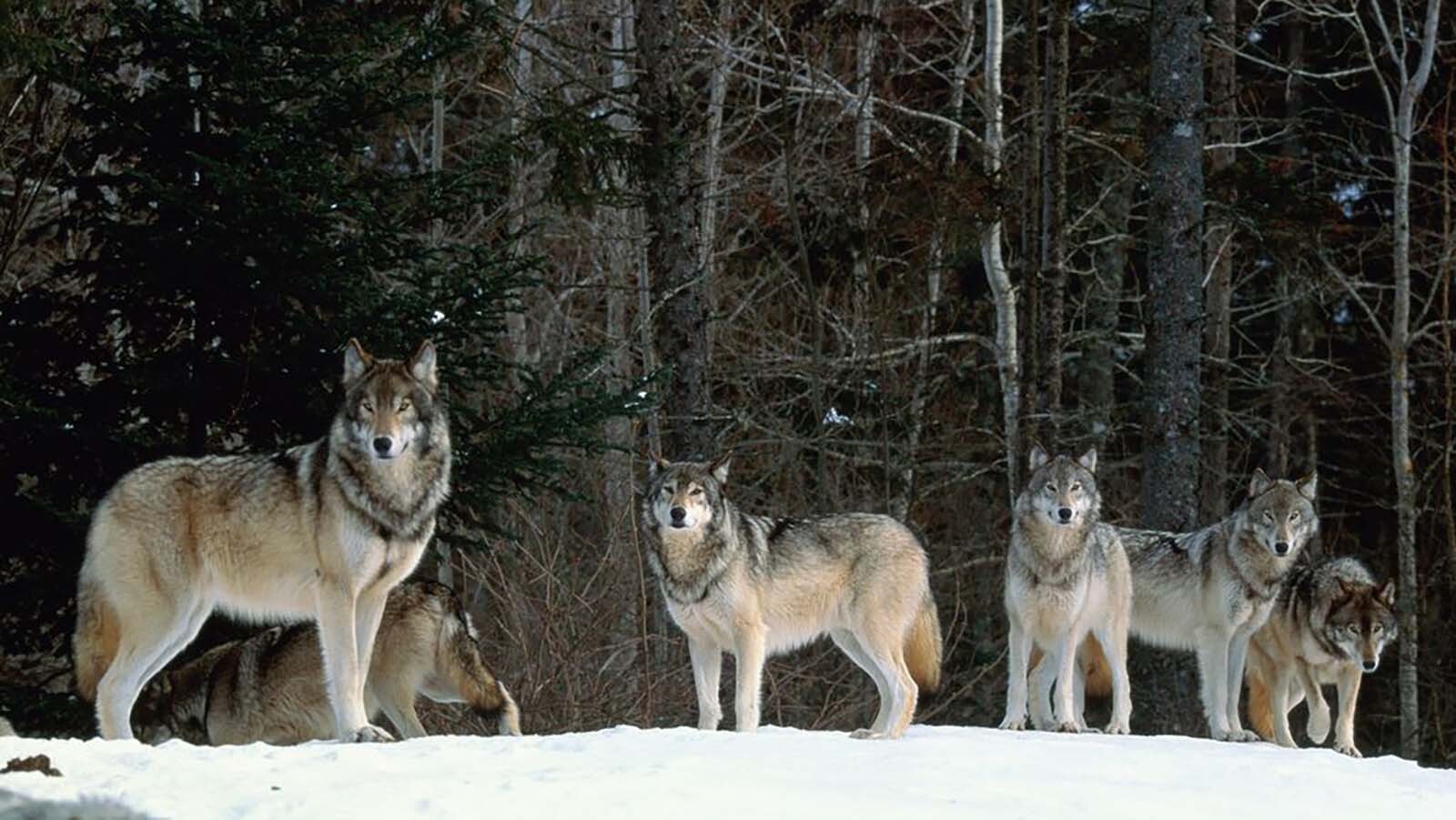 In Colorado, Wolves Are Getting Closer To The Denver Metro Area