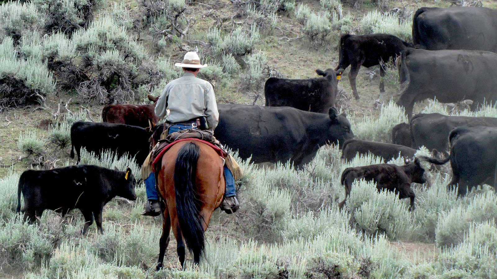 Conservationist Matt Barnes is pictured here herding cattle on the Shoshone National Forest in Wyoming. He says keeping cattle together makes them less vulnerable to wolves.