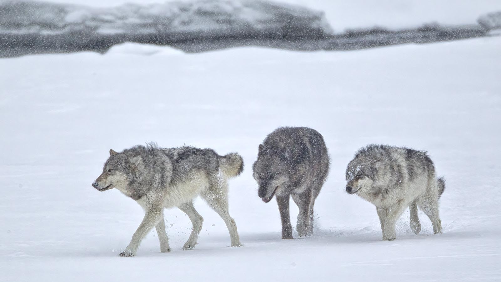 A pack of gray wolves in Wyoming.