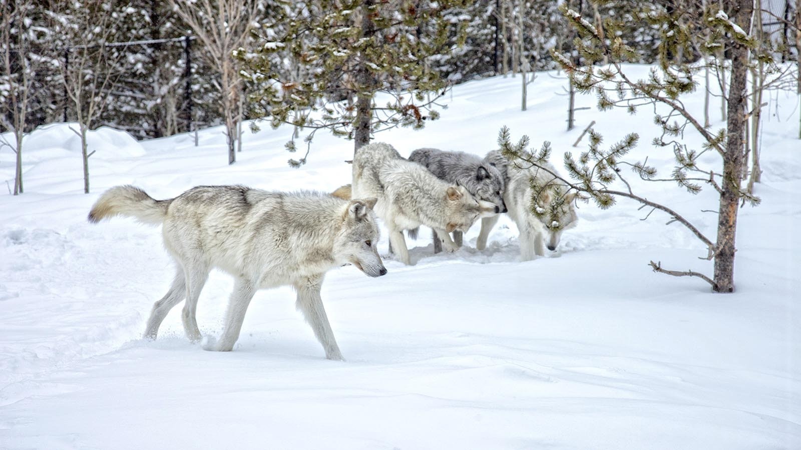 Hunters and trappers in Montana killed 289 wolves last year, and legislators there are pushing for more. But wolf conservation advocates plan to push back.