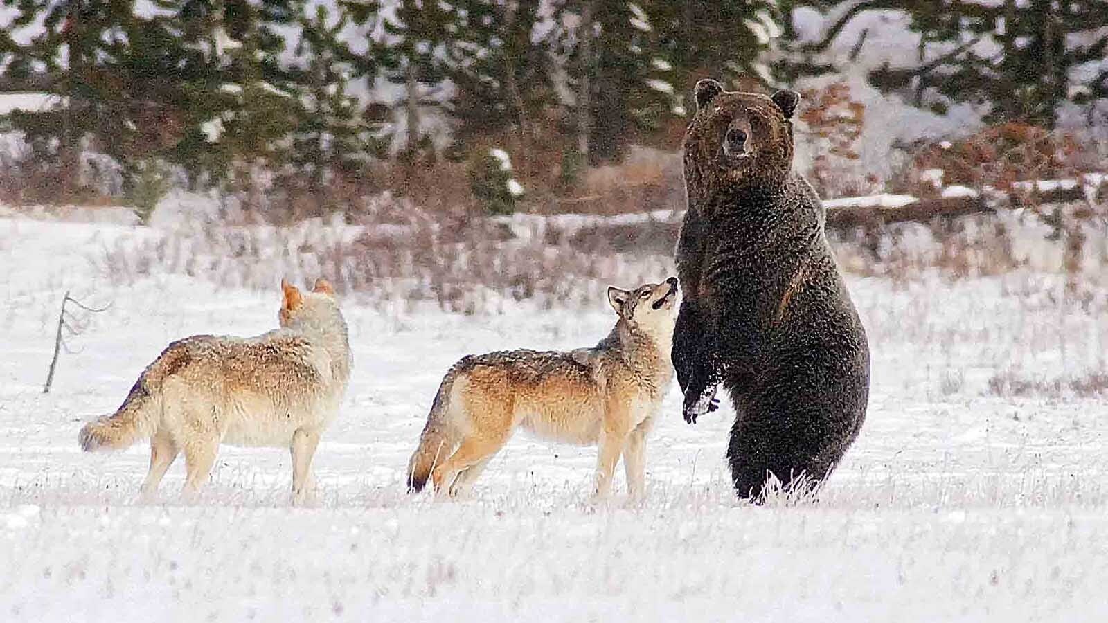 A young grizzly bear and two wolves had a close encounter in Yellowstone National Park. It was a passing moment, not the beginning of a best-buddies relationship between the apex predators.
