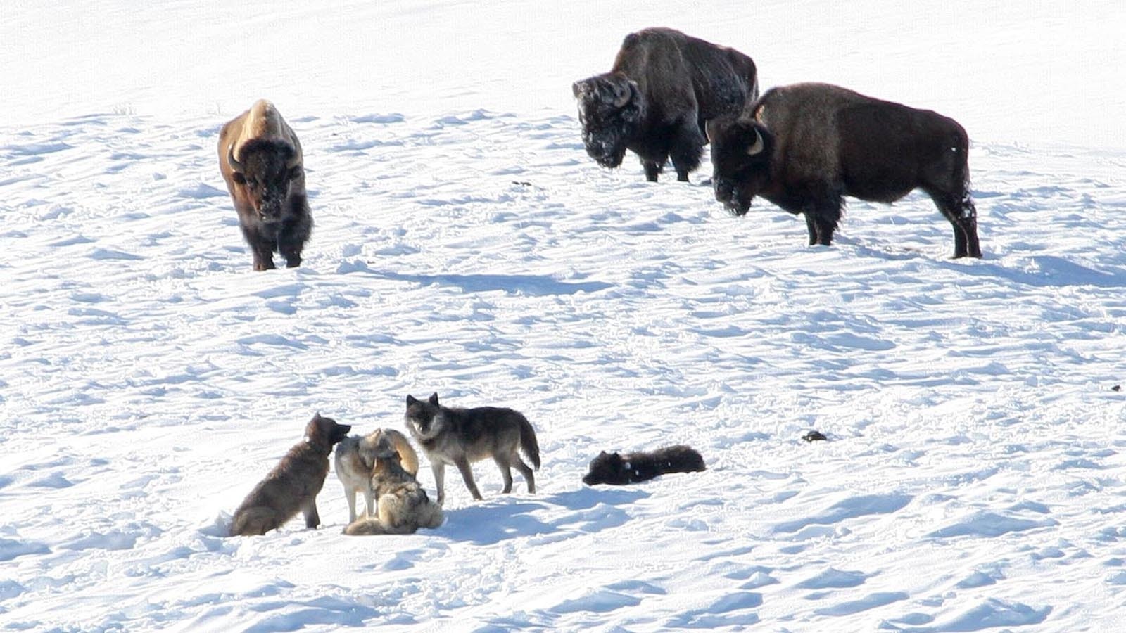 For wolves in Yellowstone National Park, hunting bison is often an extended waiting game.