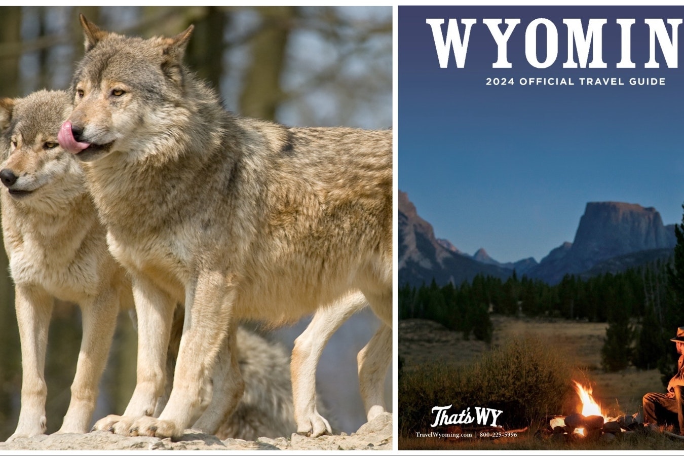 Wolves and travel wyoming 4 18 24