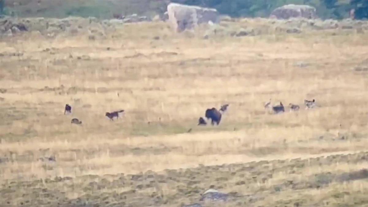 Yellowstone Wolf Pack Tries To Take Down Lone Bison, But Herd Of Bison ...